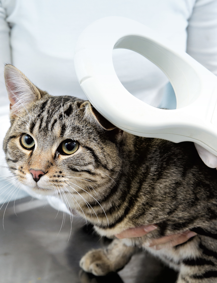 Tabby cat being identified by its transponder chip